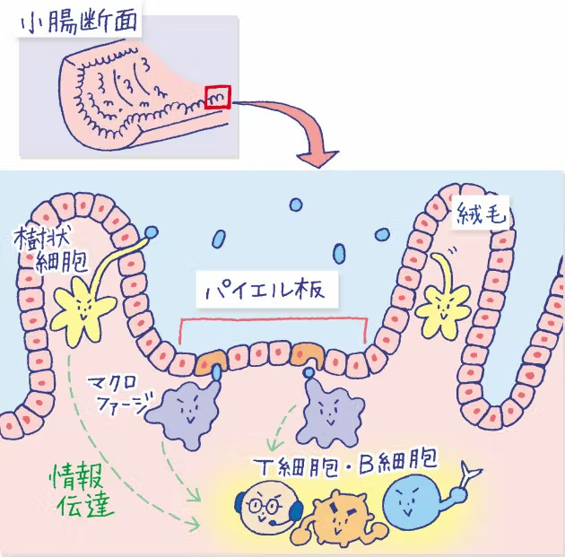 パイエル板